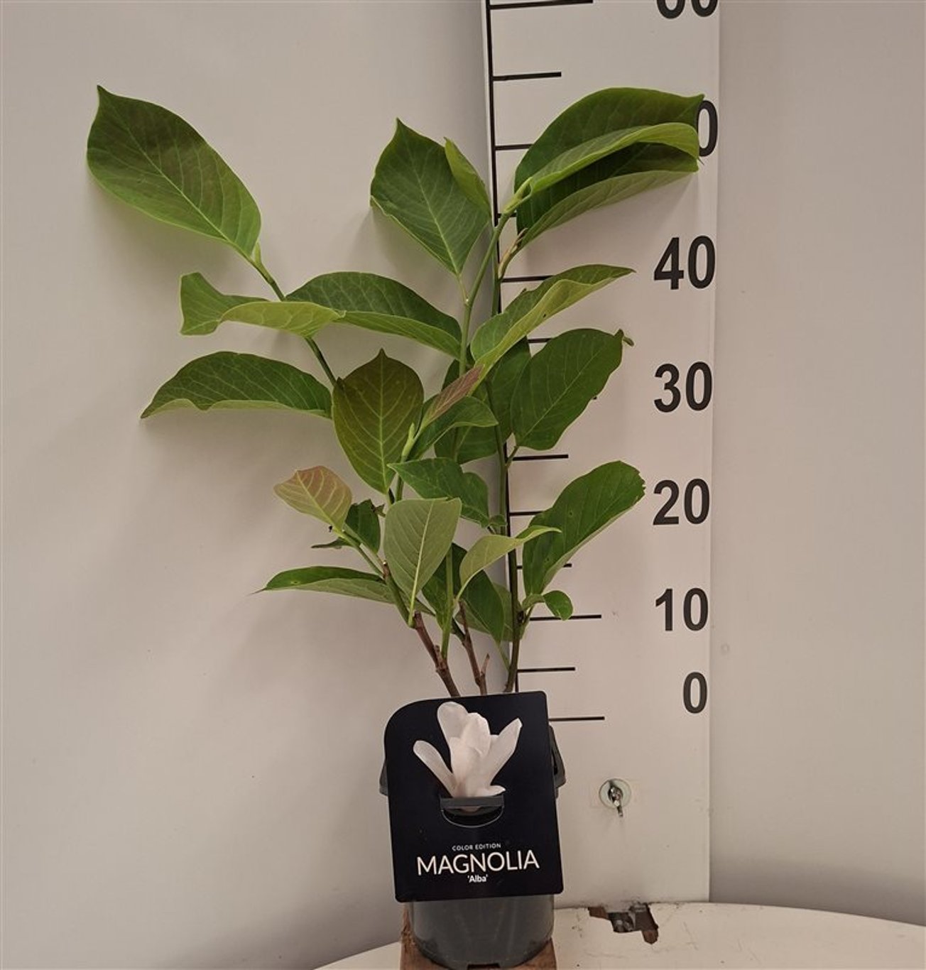 Magnolia 'Albatross' - C2 40-50 CM